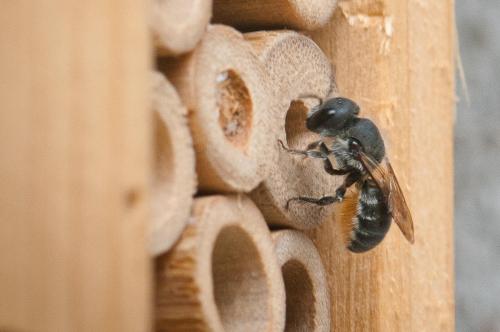 Osmia sp.